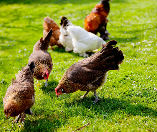 Considering Backyard Chickens?
